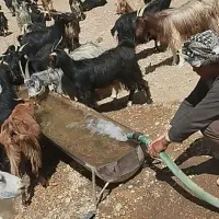 فروش ۲۰۰راس بز و ۱۵۰راس کره