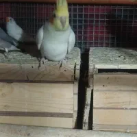 عروس مولد|پرنده|شیراز, کوشک میدان|دیوار