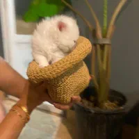 گربه دو ماهه|گربه|بندرعباس, |دیوار