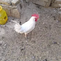 خروس|حیوانات مزرعه|برخوار, |دیوار