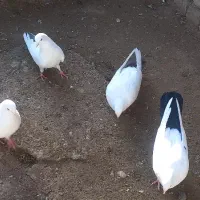 کبوتر دمبی وسینه ای