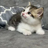 بچه گربه نژاد میکس پرشین بریتیش