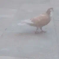کبوتر