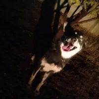 واگذاری سگ هاسکی|سگ|حسن آباد, |دیوار