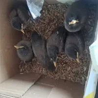 جوجه مرغ مینا