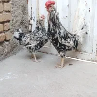 مرغ و خروس گلین