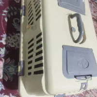 سگ پامر ماده|سگ|بندرعباس, |دیوار