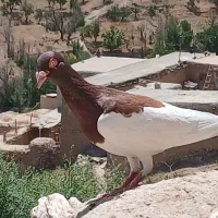 کفتر پرشی