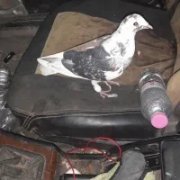 کفتر پلاکی چاپی|پرنده|شیراز, سلطان آباد|دیوار