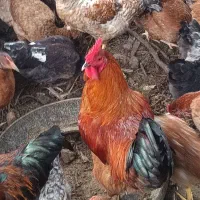 خروس گلپایگان