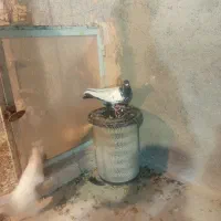 کفتر گرفتنی سده سیاه سینه سیاه دونه ۳۰۰