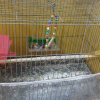 فروش فوری پرنده فنچ