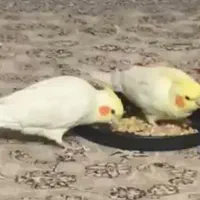 گمشده  عروس هلندی