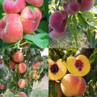 انواع نهال میوه و خشکبار لیبل‌دار