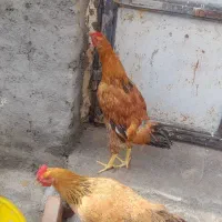 مرغو خروس محلی