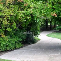 کاشت درخت شراکتی