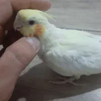 عروس هلندی|پرنده|اردبیل, |دیوار