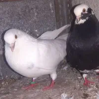 یه جفت کبوتر پرشی با ۲ عدد جوجه