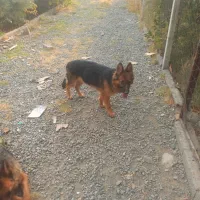 دو عدد سگ ژرمن اصیل ماده