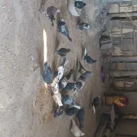 کفتر یا همون کبوتر|پرنده|خمینیشهر, |دیوار