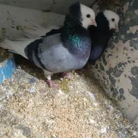 جفت پلنگ اسطوره نایاب