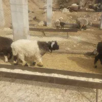 فروش کوه قوچ بختیاری همه رنگ|حیوانات مزرعه|بازفت, |دیوار