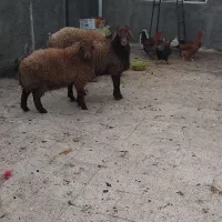 بره نر چاق خونی|حیوانات مزرعه|مشهد, بهمن|دیوار