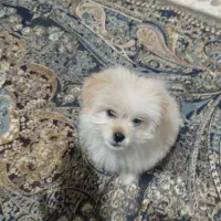 سگ نژاد مالتیز