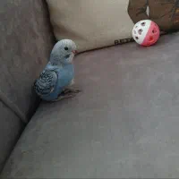 جوجه مرغ عشق اماده دستی شدن|پرنده|مشهد, رضاییه|دیوار