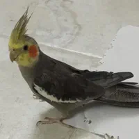 عروس هلندی نر و ماده|پرنده|اصفهان, گلزار|دیوار