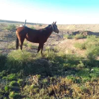 اسب|حیوانات مزرعه|هریس, |دیوار