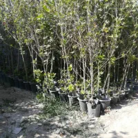 نهال چنار موج اصل خرجی پنج پر امکان تسویه در محل