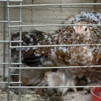 فروش یا معاوضه یک ست مرغ ردملتد|حیوانات مزرعه|بابل, |دیوار