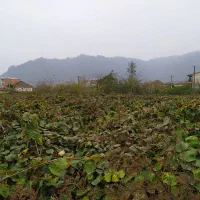 باغ کیوی(قیمت توافقی)