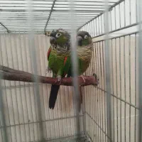 گرینچیک بلک کاپ|پرنده|شیراز, اکبر آباد|دیوار