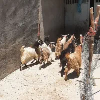 بزغاله نر