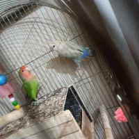 مولد طوطی برزیلی