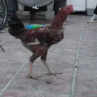 سه تا وارک ویه خروس لاری در ایلام|حیوانات مزرعه|سیوان, |دیوار