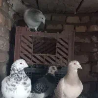 فروشی|پرنده|سراب, |دیوار