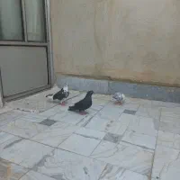 کبوتر غریب گیری