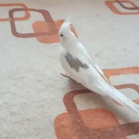 عروس هلندی دستی|پرنده|بجنورد, |دیوار