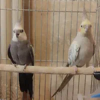 یک جفت طوطی عروس هلندی ( نرو ماده)