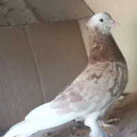 کفترسرورودم سفید