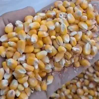 فروش جو دامی ذرت دامی