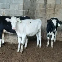 گاو گوساله تلیسه|حیوانات مزرعه|مرودشت, رامجرد یک|دیوار