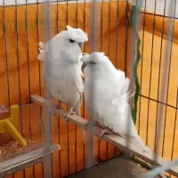 مرغ عشق پروانه ای آلبینو دوگُل