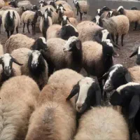 میش2بره زای شال|حیوانات مزرعه|قم, محمد آباد|دیوار