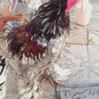 مرغ و خروس برهما