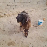 قوچ ترکی برای فروش