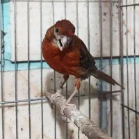 تعدادی ماده قناری مست آماده جفت مناسب سهره